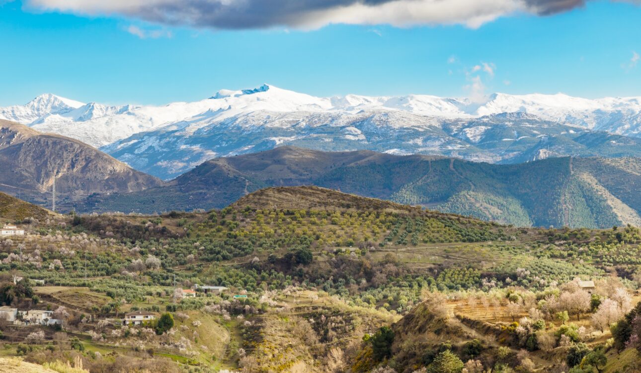 Flowered Almond trees near Beas de Granada , Spain