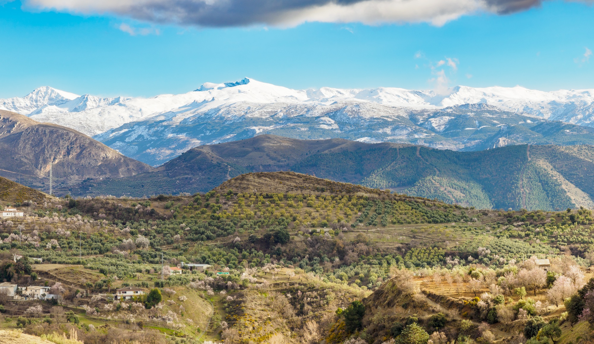Flowered Almond trees near Beas de Granada , Spain